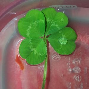 Meet your Posher, Claudio